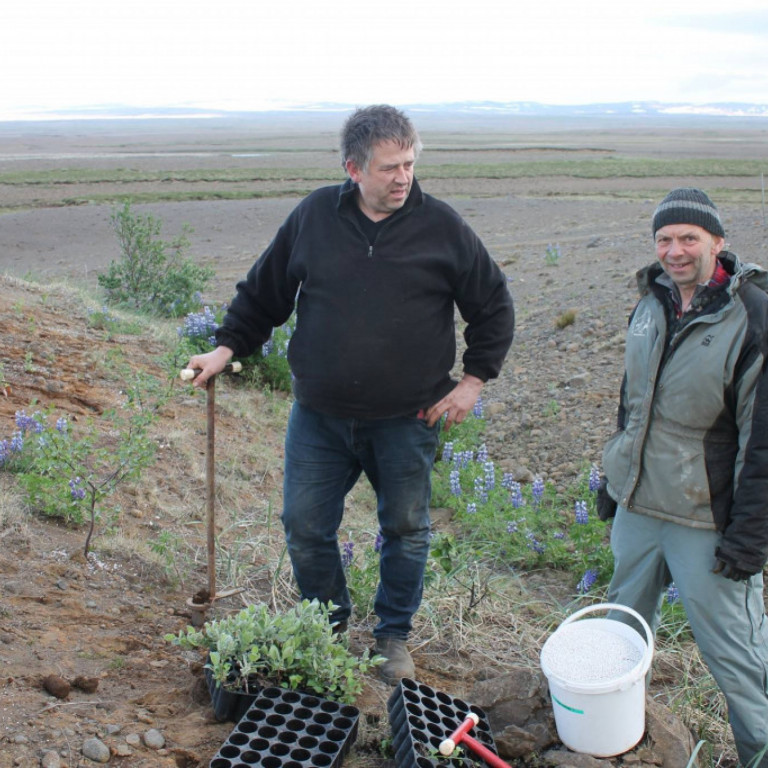 Gróðursetning Lkl. Geysir