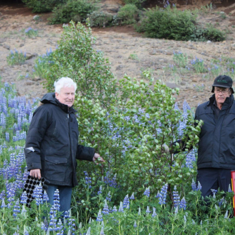Gróðursetning Lkl. Geysir