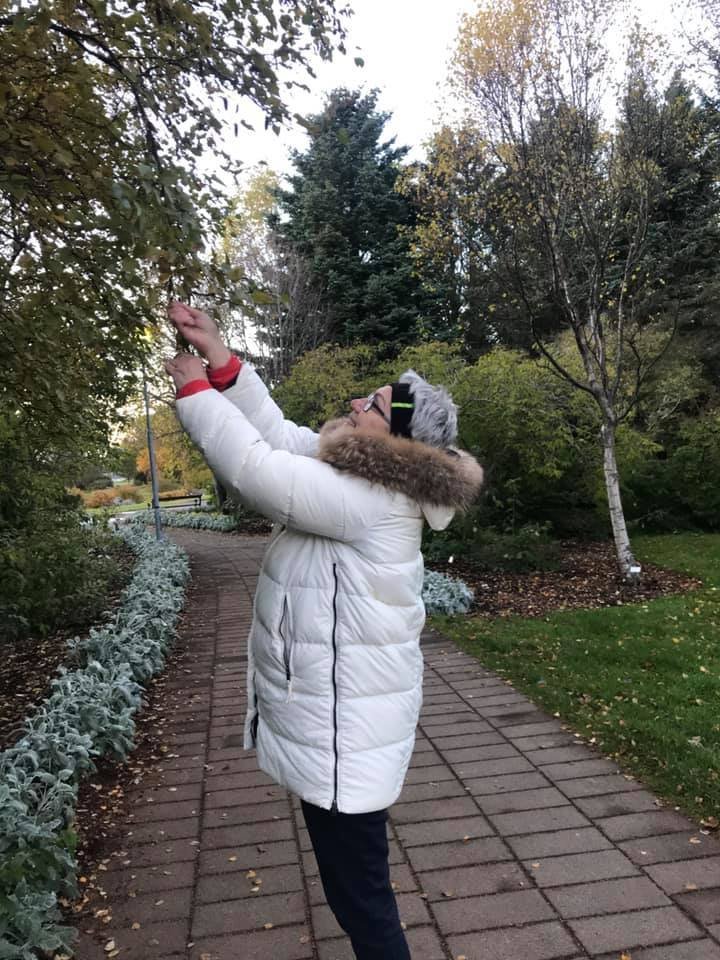 Söfnum birkifræjum aftur í ár!