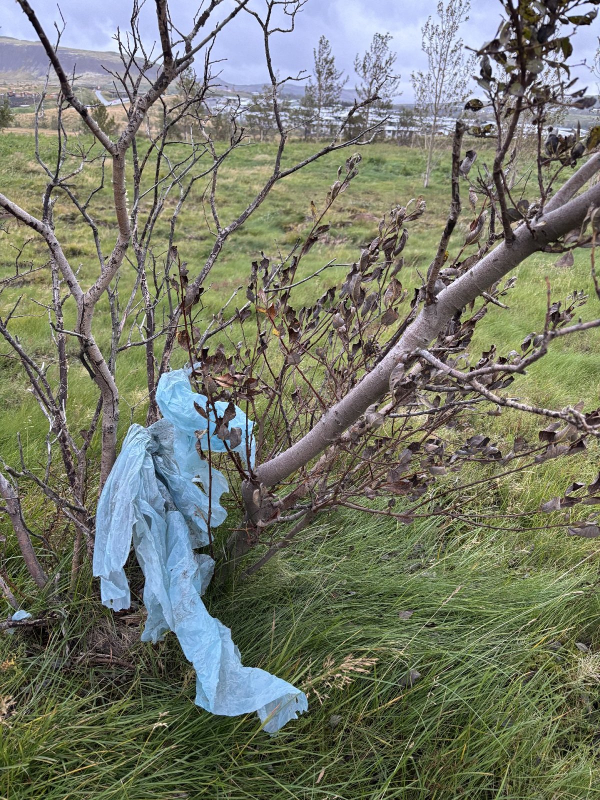 Umhverfisvika Lions 18.–26. apríl – klúbbar hvattir til hreinsunarátaks